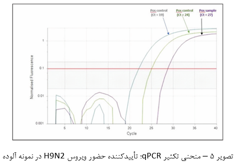 تصویر ۵ &ndash; منحنی تکثیر qPCR؛ تأییدکننده حضور ویروس H9N2 در نمونه آلوده