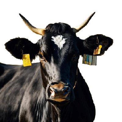 محصولات دامی