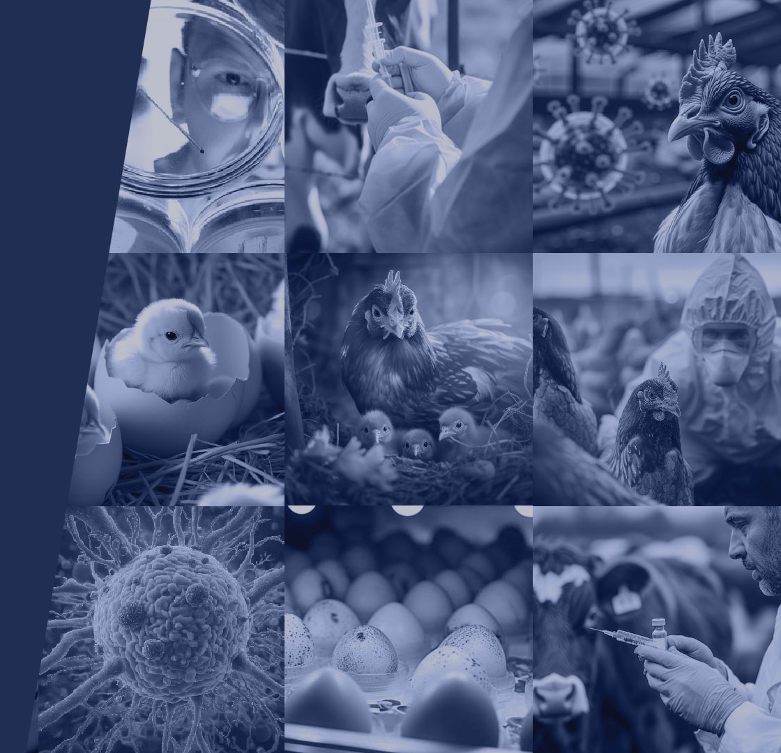  درباره شرکت دانش بنیان پسوک