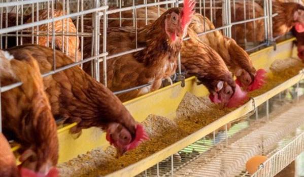 نقش پروبیوتیک ها در صنعت مرغداری
